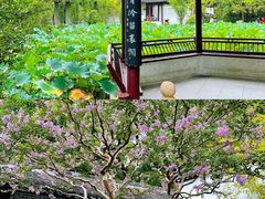 -上海醉白池公园
