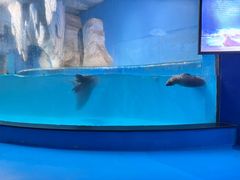 -泉城欧乐堡海洋极地世界