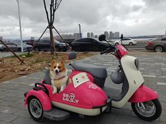 -宠福鑫康馨动物医院·骨科·眼科