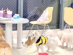 -怪兽屋·羊驼·猫咖·狗咖(俊华广场店)