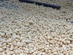 -采芝斋评弹茶馆(观前街店)