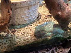 -抱暴龙爬宠·异宠·撸宠撸爬主题馆(大学路店)