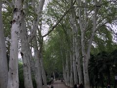 -武汉大学-樱园