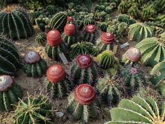 -深圳仙湖植物园