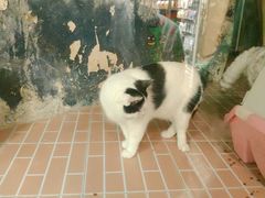 -猫咪博物馆(顶澳仔猫街店)