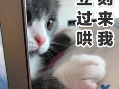 -安安宠医·安烨宠物医院·宠物保险(北仑分院)