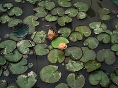 -大湾区中央湿地公园