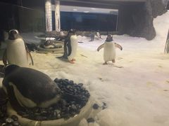 -悉尼海洋生物水族馆