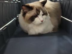 -北京观赏动物医院·24小时大型综合·猫专科·异宠专科