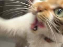 -Again Coffee Roaster(香蜜湖店)