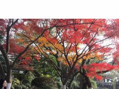 -西湖外事游船(花港观鱼码头)