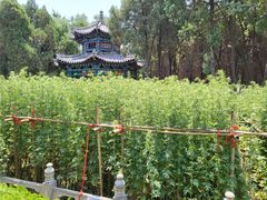 -汤阴县羑里周易博物馆