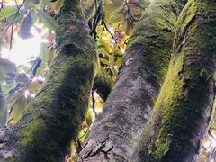 -南岳衡山风景名胜区-南岳大庙