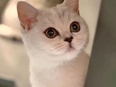 -猫大福·Fortune Cat猫舍(百子湾店)