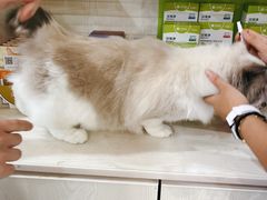 -安琪娜动物医院•健康管理•骨科•急重症诊疗中心