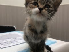 -佑安动物医院·全科·内窥镜中心(幸福巷店)