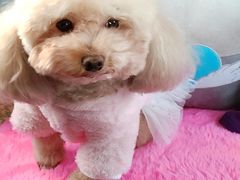 -天宠宠物医院24小时·急重症诊疗中心·全科·腔镜特色(和平分院)