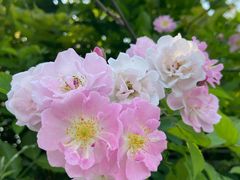 -眉山湿地公园(东坡区)