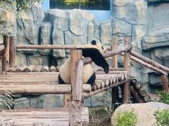 -泉州海丝野生动物世界