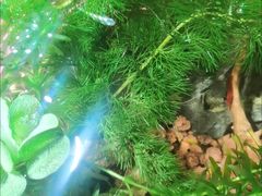 -中环花鸟鱼虫市场