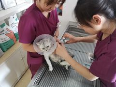 -美联众合动物医院·伴可分院·内科中心医院