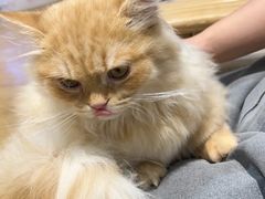 -藏猫猫咖啡主题馆(中央大道店)