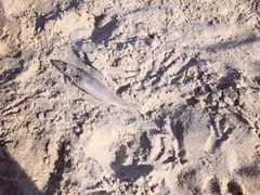 -西涌国际滨海旅游区