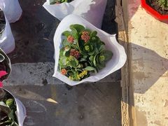 -中环花鸟鱼虫市场