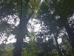 -东天目山风景区