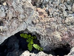 -夏威夷火山国家公园