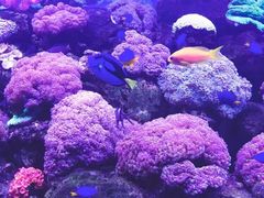 -芜湖新华联大白鲸海洋公园