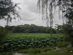 -白鹭湾湿地公园