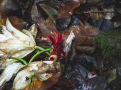 -杭州西湖风景名胜区-三生石