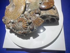 -贝壳王国博物馆