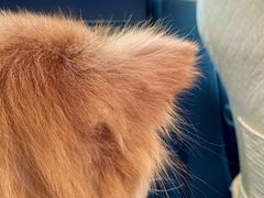 -北京赛佳动物医院