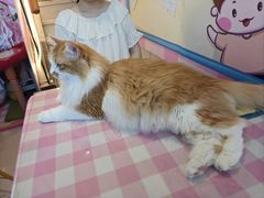 -氷冰凉刨冰甜品(北京路店)