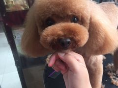 -萌萌喵宠物(百水芊城阅水坊店)