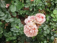 -人民公园(罗湖区)