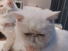 -怪兽屋·羊驼·猫咖·狗咖(俊华广场店)