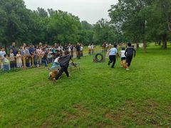 -北京京卫宠物寄养训练中心