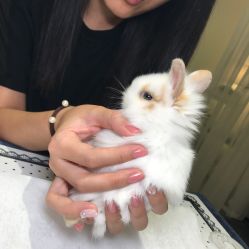 点击看大图 -月野兔日式美睫美甲