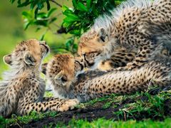 -罗红摄影艺术馆