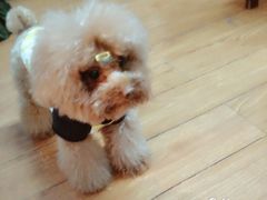 -佳雯宠物医院(四明中路分院)