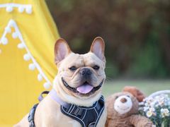 -春花秋色城市公园