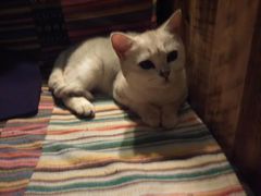 -壹六猫窝(谷德店)