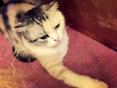 -猫色咖啡·猫咖