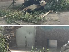 -成都大熊猫繁育研究基地