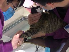 -暖阳宠物医院·犬猫康复中心·骨科