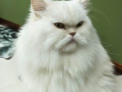 -猫亿天猫咖