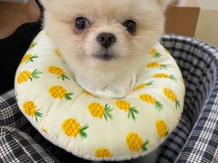 -美联众合动物医院·24h转诊中心